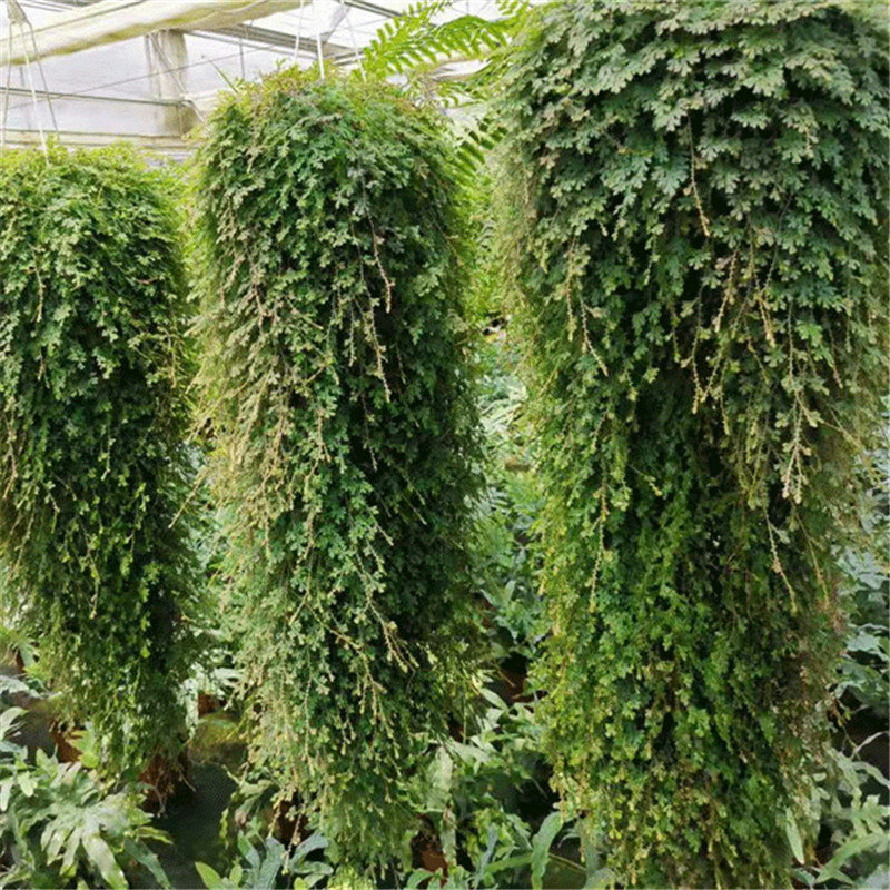 变色龙盆栽吊兰翠云草植物室内阳台净化空气观叶美化环境易养活