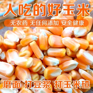 东北农产品食用干玉米粒人吃精选大颗粒老笨玉米粒粮食非转基因