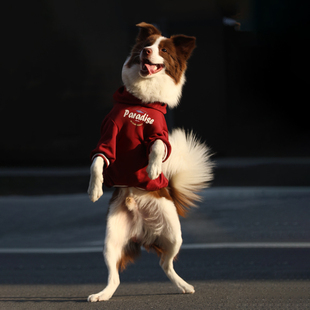 大狗衣服秋冬帅气网红狗狗衣服大型犬金毛边牧拉布拉多保暖狗衣服