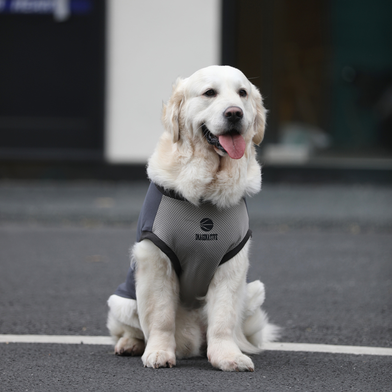 狗狗衣服夏季大型犬薄款宠物狗运动背心金毛拉布拉多边牧网眼衣服