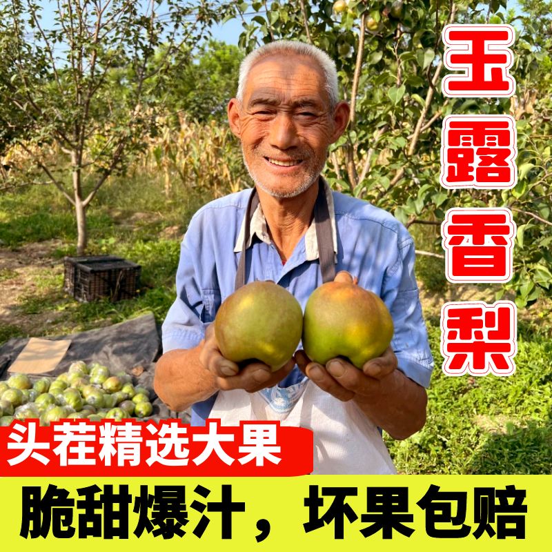 山西正宗玉露香梨脆甜爆汁
