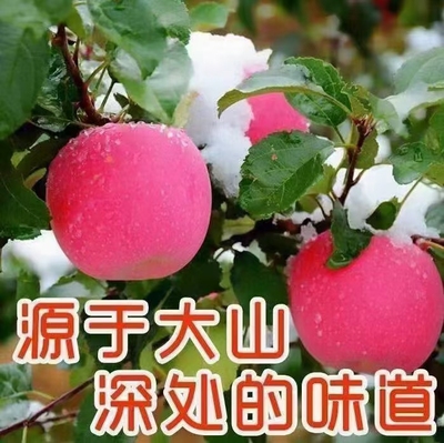 甘肃静宁大苹果水果新鲜当季包邮红富士苹果天然无公害果