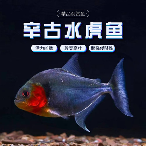 辛古热带鱼淡水凶猛鱼