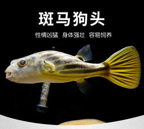 凶猛肉食性精品斑马毛毛皇冠狗头