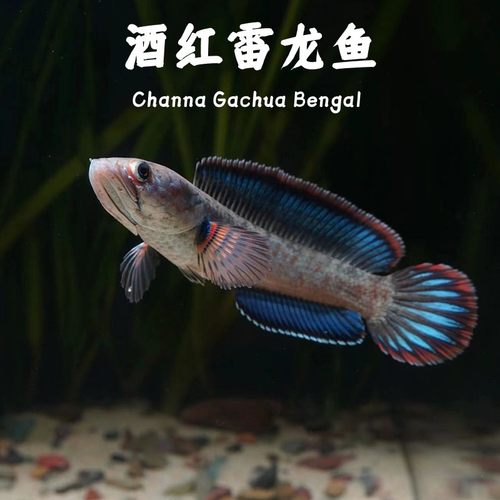精品酒红雷龙鱼小型凶猛观赏鱼