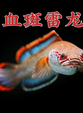 血斑雷龙1型 血一雷龙 血斑二型 梦幻冰火雷龙发色漂亮凶猛小型鱼