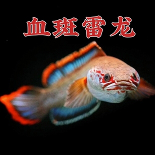 血斑雷龙1型 血一雷龙 血斑二型 梦幻冰火雷龙发色漂亮凶猛小型鱼