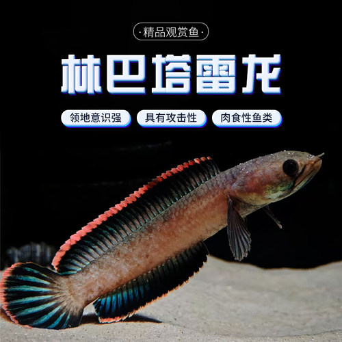 林巴塔雷龙火雷龙小型凶猛观赏鱼