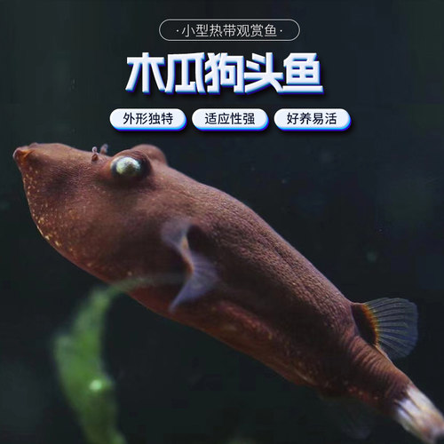 木瓜狗头凶猛肉食性斑马毛毛