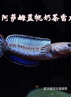 热带鱼阿萨姆奶茶雷龙鱼小型凶猛淡水鱼苗观赏鱼蓝帆奶茶雷龙牙鱼