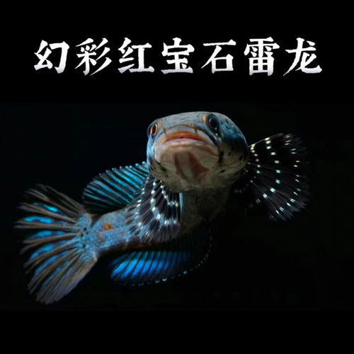 幻彩红宝石黄唇幻彩蓝宝石雷龙