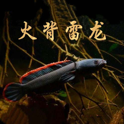火背雷龙鱼观赏鱼雷龙鱼热带鱼