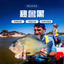 秘鲁黑食水虎鱼阿拉瓜托坎廷斯艾伦辛古红钻普黑卡提凶猛热带猛鱼