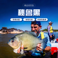 秘魯黑食水虎魚阿拉瓜托坎廷斯艾倫辛古紅鉆普黑卡提兇猛熱帶猛魚