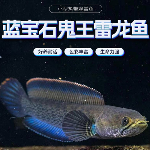 蓝宝石鬼王雷龙鱼巴卡二型