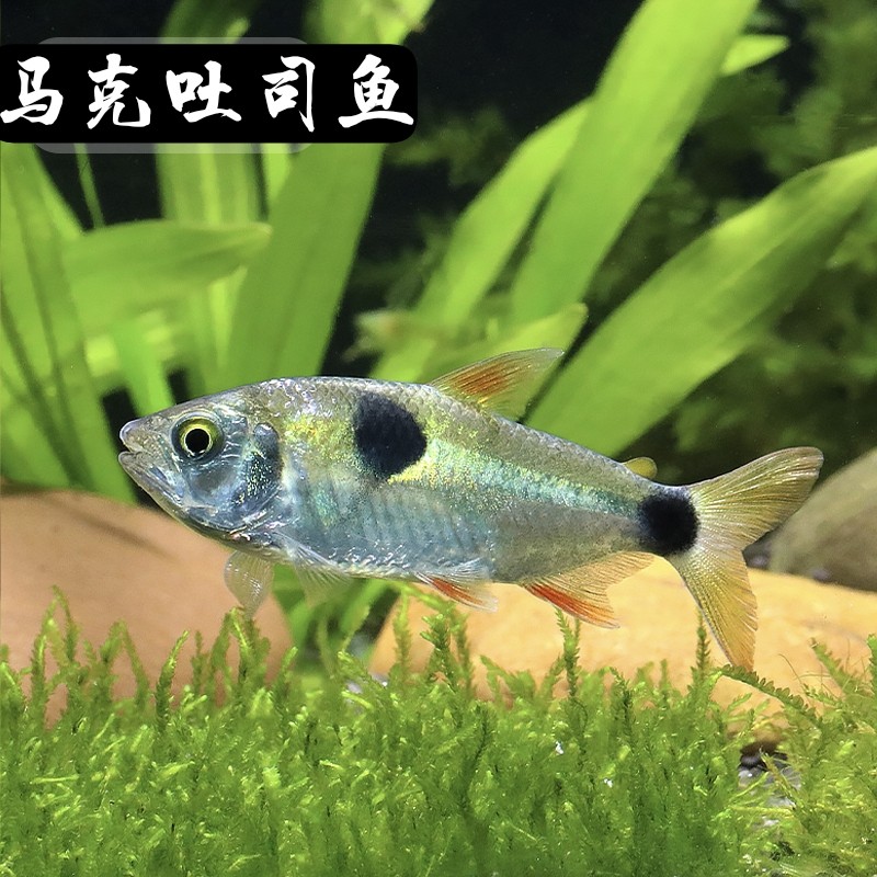 马克吐司鱼进口鱼活体马克土司小型猛鱼观赏热带小型群养食肉猛鱼