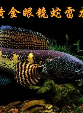 黄金眼镜蛇雷龙鱼凶猛热带鱼淡水鱼苗观赏鱼大型雷龙肉食性观赏鱼