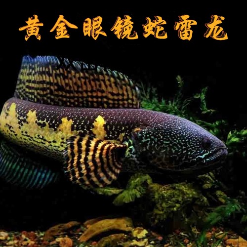 黄金眼镜蛇雷龙鱼凶猛热带鱼