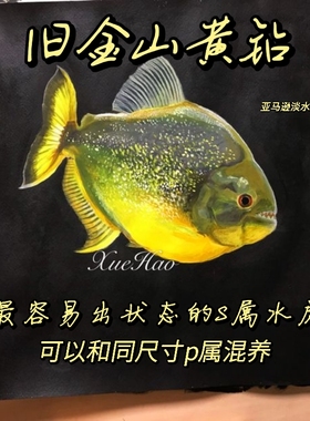 旧金山黄钻水虎鱼 S属 淡水热带猛鱼