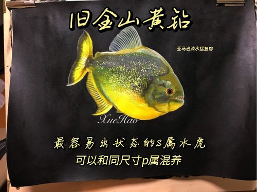 旧金山黄钻淡水热带猛鱼水虎鱼