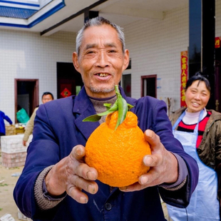 包邮 2025正宗四川丹棱不知火丑橘丑八怪柑子新鲜现摘应季 水果10斤