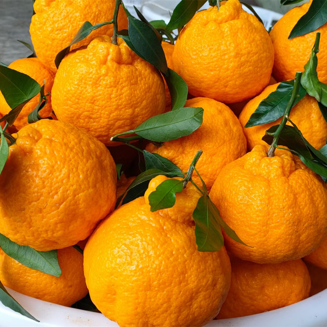 2023正宗四川丹棱不知火丑橘丑八怪柑子新鲜现摘应季水果10斤包邮