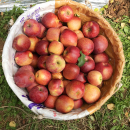 正宗大凉山特产盐源野生冰糖心红富士丑苹果8斤净重新鲜应季 水果