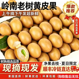 【顺丰速发】正宗广东鸡心黄皮果新鲜现摘孕妇果郁南无核冰糖黄皮