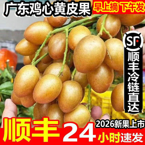 顺丰冷链鸡心黄皮果新鲜现摘