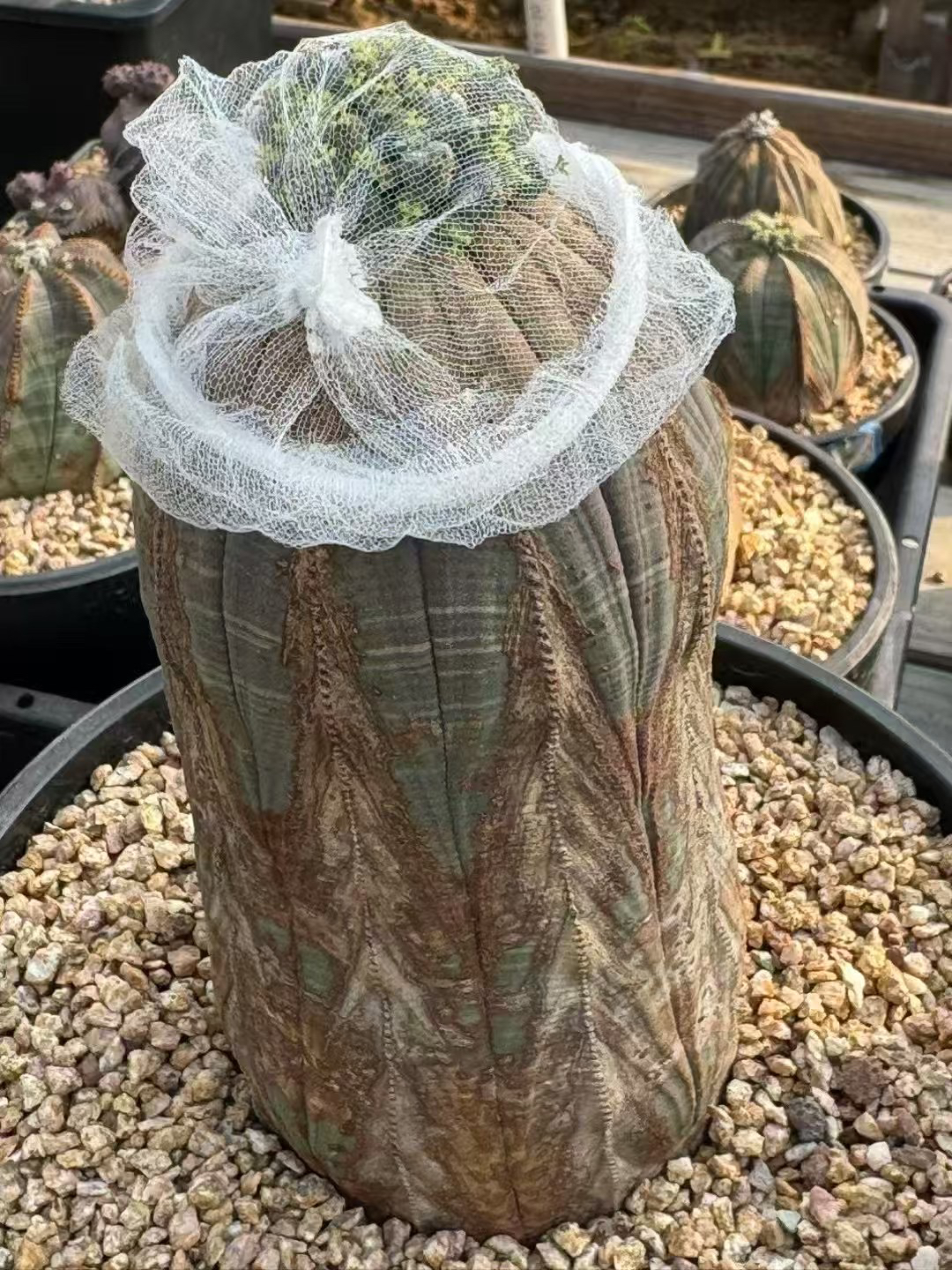 50元60粒欧系布纹球种子优选基因实生大戟科种子老家布纹球种子。