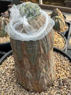 50元60粒欧系布纹球种子优选基因实生大戟科种子老家布纹球种子。