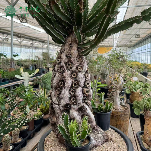 火山大戟野生原产块根植物熟桩