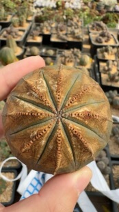 欧系布纹球满绣箭头胖圆体老家布纹球锈斑爬满了白绣实生布纹球。