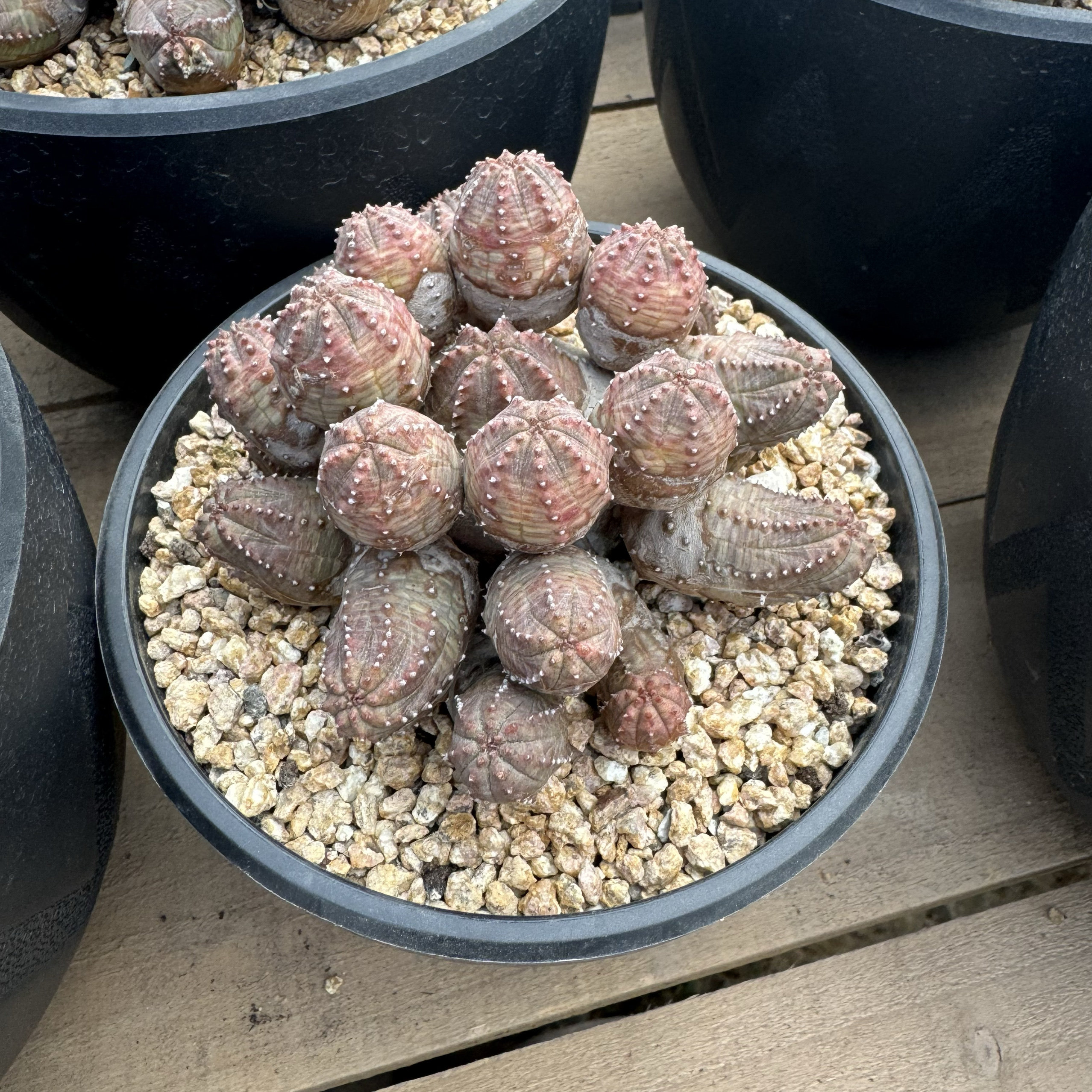 欧系布纹球老家精品柱子自然群布纹球一物一拍新鲜到货超大尺寸,鲜花速递/花卉仿真/绿植园艺,多肉植物,淘宝优惠券,粉丝福利购,淘宝优惠卷