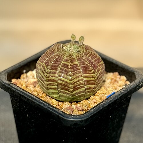 欧系布纹球彩色布纹球小尺寸精品艳肌布纹球，可以挑选～