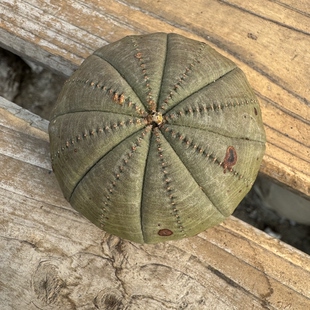 欧系布纹球实生老桩胖圆根系好适合新手入门精品布纹球