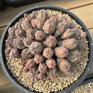 欧系布纹球彩肌布纹球自然群周正精品一物一拍大戟科实生大群捧花