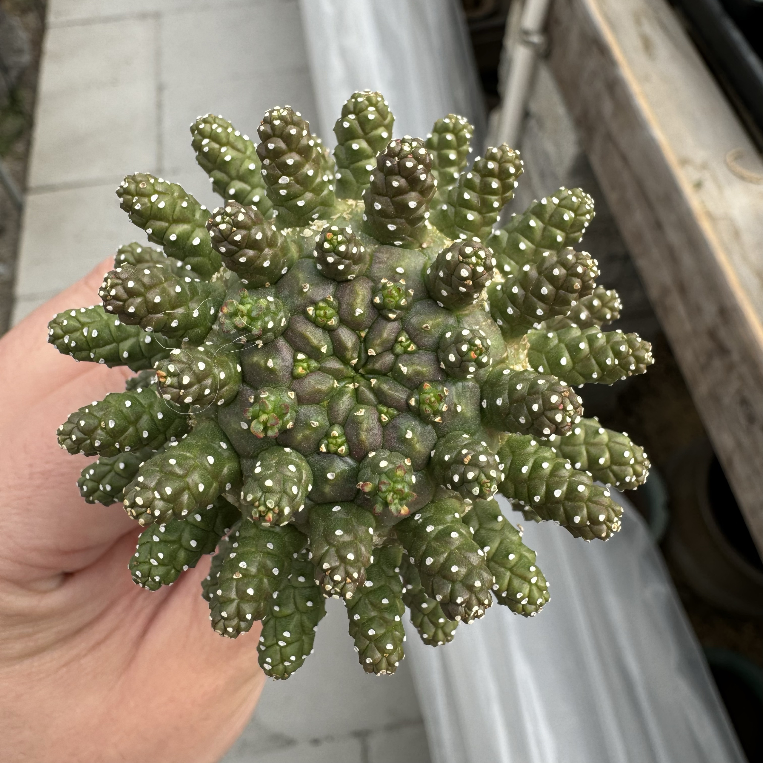 绿鬼玉大戟精品美杜莎大戟老家布纹球潮流块根植物干氏大戟海葵