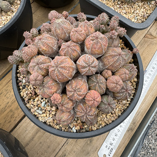 彩肌布纹球实生老桩精品彩色布纹球自然群