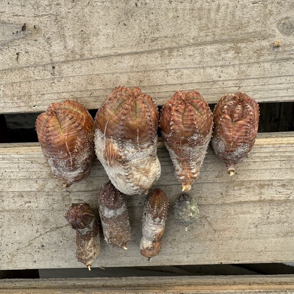 彩肌布纹球粉色球,鲜花速递/花卉仿真/绿植园艺,多肉植物,淘宝优惠券,粉丝福利购,淘宝优惠卷