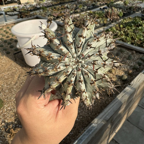 白衣魁伟玉大戟科块根植物精品老桩