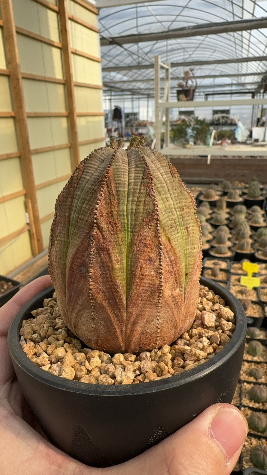 欧系布纹球实生三角锈斑精品老家布纹球潮流块根植物橙色球体老球