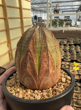 欧系布纹球实生三角锈斑精品老家布纹球潮流块根植物橙色球体老球