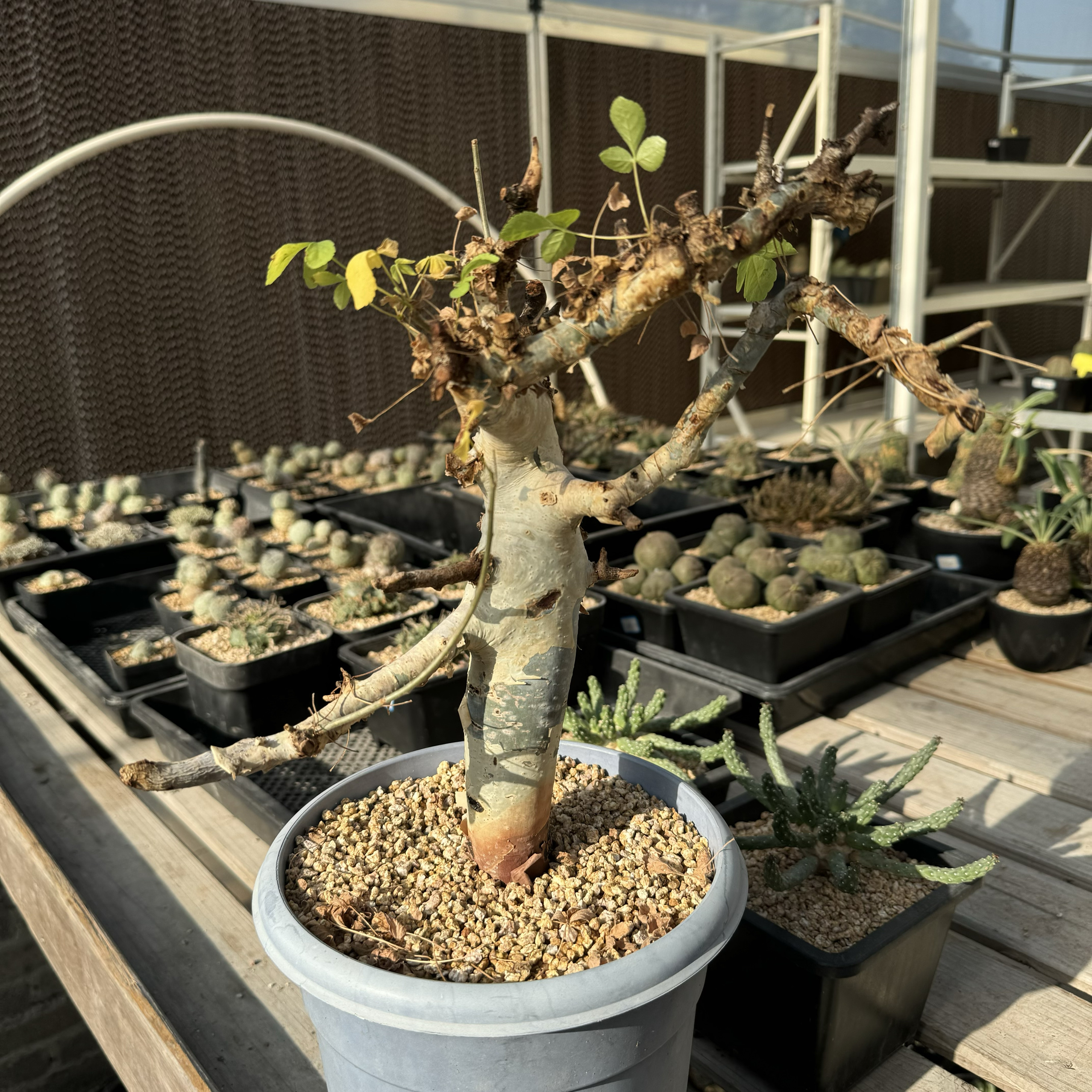 蓝白皮橄榄南非野生块根植物熟桩安哥拉橄榄