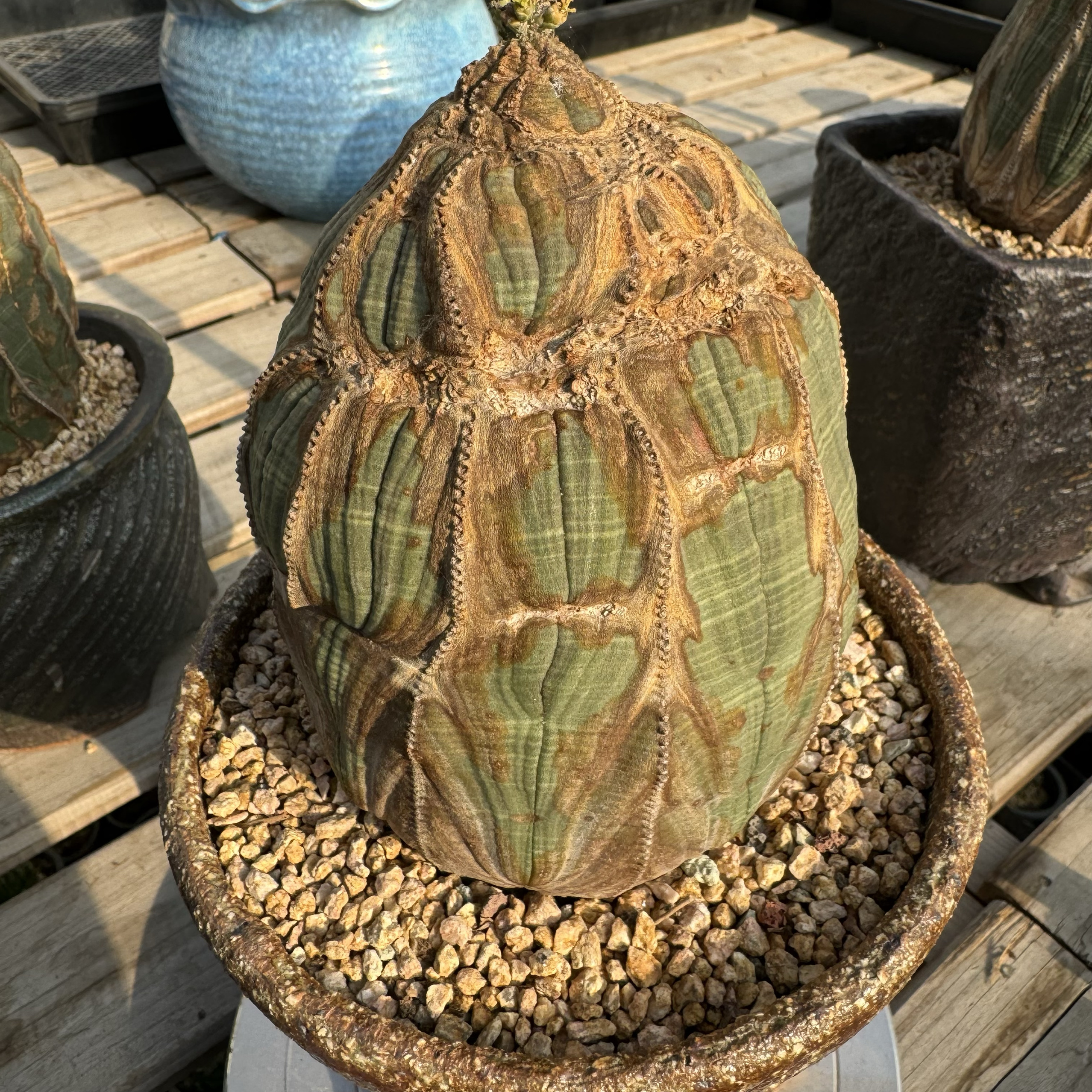 原产地布纹球精品几十年老桩欧系布纹球周正精品大戟科老家布纹球