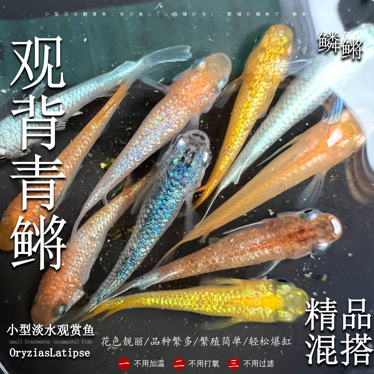 观背青鳉精品混搭观赏鱼