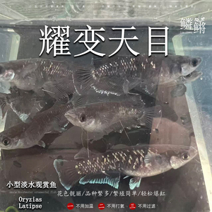 观背青鳉鱼耀变天目青鳉鱼淡水冷水群游鱼繁殖组好养耐活不打氧