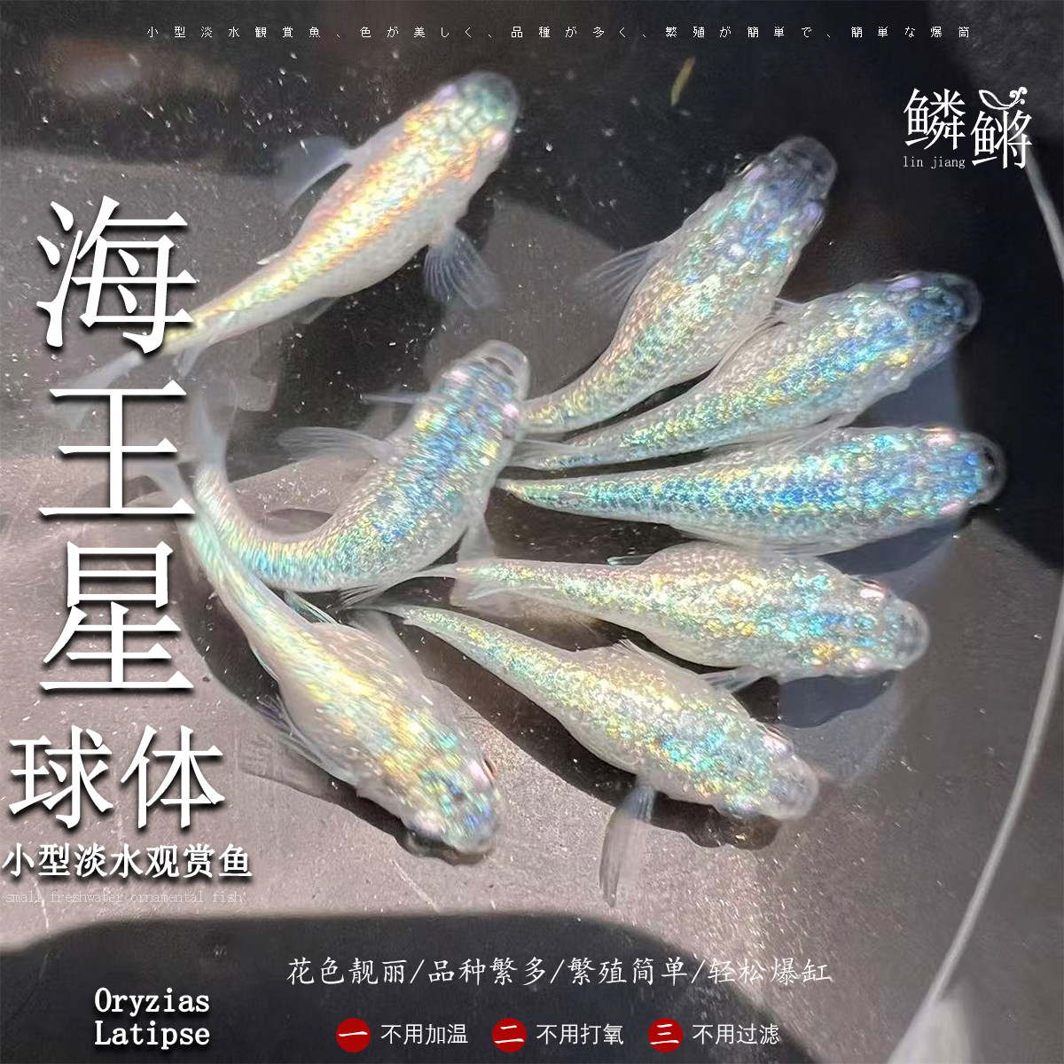 精品球体海王星观背青鳉鱼