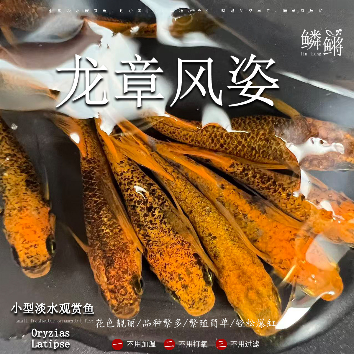 观背青鳉鱼 龙章风姿青鳉鱼 淡水冷水鱼群游鱼繁殖组好养活不打氧