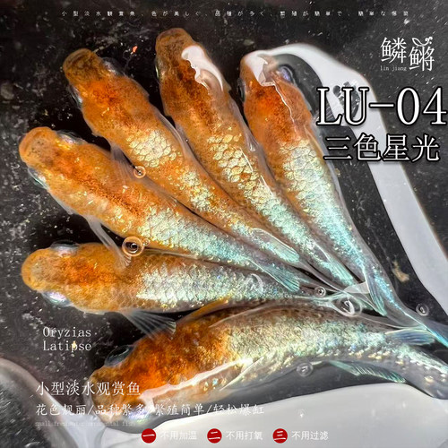 观背青鳉LU-04不打氧好养耐活